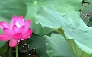 荷花的叶子生长过程（荷花叶子的形态与发展及其关键因素）
