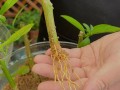 柠檬树苗种植全攻略（从树苗选择到养护技巧，打造健康柠檬树的秘诀）