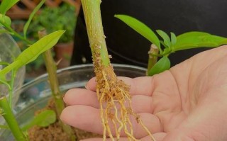 柠檬树苗种植全攻略（从树苗选择到养护技巧，打造健康柠檬树的秘诀）
