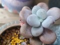 可以用桔子皮水来浇多肉吗？（探究桔子皮水对多肉生长的影响）
