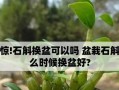 石斛种植时间与生长周期详解（掌握关键，助力丰收——石斛生长管理实践指南）