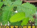 野生含羞草的养护指南（打造迷人的含羞草花园，让你的家居充满生机）