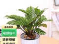 孔雀竹芋为何叶子下垂？（揭开孔雀竹芋叶子下垂的原因和解决办法）