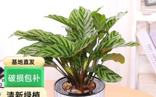 孔雀竹芋为何叶子下垂？（揭开孔雀竹芋叶子下垂的原因和解决办法）