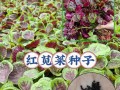 红汗菜的营养价值及健康功效（探究红汗菜的营养成分和多种药用价值，让你吃出健康与美味）