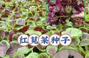 红汗菜的营养价值及健康功效（探究红汗菜的营养成分和多种药用价值，让你吃出健康与美味）