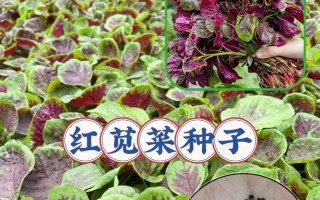 红汗菜的营养价值及健康功效（探究红汗菜的营养成分和多种药用价值，让你吃出健康与美味）
