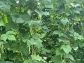 地芸豆种植全攻略（时间、方法、注意事项，让你的地芸豆长得健康又美味）