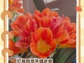 君子兰根烂的原因及处理方法（揭秘君子兰根烂现象，教你科学护理）