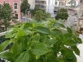 科学浇水，让你的夏季植物茁壮成长（掌握蒂亚夏季浇水的关键，让你的植物活力四溢）