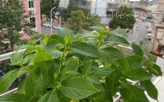 科学浇水，让你的夏季植物茁壮成长（掌握蒂亚夏季浇水的关键，让你的植物活力四溢）