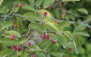 探究红豆——一种神奇的植物（红豆的分类、产地、营养、功效、文化价值等方面的介绍）