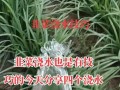 以水怎么算浇透？（探索浇水的科学方法与技巧）