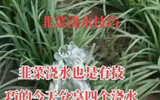 以水怎么算浇透？（探索浇水的科学方法与技巧）