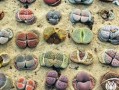 生石花繁殖指南（方法、注意事项和技巧详解）