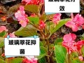 玻璃翠如何快速生长（打造良好的环境是关键）