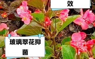 玻璃翠如何快速生长（打造良好的环境是关键）