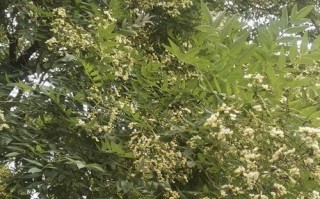 槐花开花时间及花期：一年中开花的时间和花期