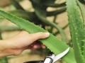 探讨如何剪取爆盆的根（培育健康植株的关键技巧）
