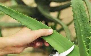 探讨如何剪取爆盆的根（培育健康植株的关键技巧）