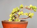 植物剪枝的技巧与要点（培养健康植物的必备知识）