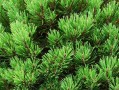 如何养护松针盆景的全面指南（从选择松针品种到日常养护，助您打造美丽的松针盆景）