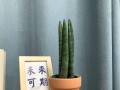 以棒叶虎皮兰怎么分盆？（宝贝虎皮兰的健康成长秘诀）