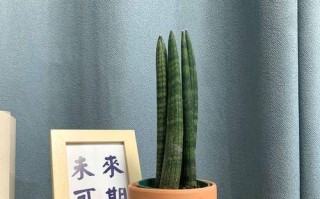 以棒叶虎皮兰怎么分盆？（宝贝虎皮兰的健康成长秘诀）