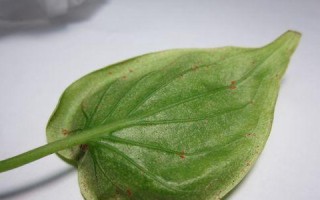 观音叶是什么树？一探观音叶的特点与用途（揭开观音叶的神秘面纱，认识观音叶的形态、栽培和药用价值）
