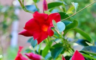 花与盆（探寻花与盆的和谐共生之道）