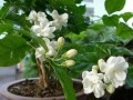 冬天开花的茉莉花之奇迹（寒冷季节也能欣赏到婀娜多姿的茉莉花盛开）