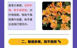 以香雪兰怎么养殖（打造花坛的最佳选择，香雪兰养殖知识大揭秘）