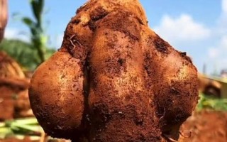 发芽的雪莲果会给身体带来什么变化？（发芽的雪莲果的健康奇迹及其营养价值解析）