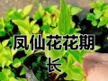 从花卉种子到绚丽花朵（探寻花卉种子的种植技巧，打造花园的瑰丽之境）