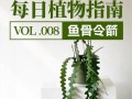 盆栽令箭的养殖方法（从选择到繁殖，轻松打造美丽盆景）