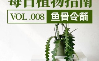 盆栽令箭的养殖方法（从选择到繁殖，轻松打造美丽盆景）