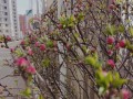 花为什么会越来越绿？（揭秘花叶变绿的奥秘，）