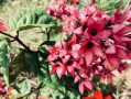 龙爪开花的寓意（揭示中国文化中的祥瑞）