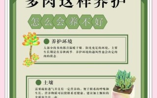 雨水对以露养的多肉的影响及避免措施（如何保护以露养的多肉免受雨水侵害）
