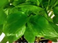浇花的正确水的存放方法（保持水质清洁，让植物茁壮成长）