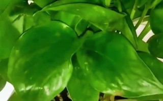 浇花的正确水的存放方法（保持水质清洁，让植物茁壮成长）