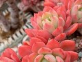 多肉植物冬天如何过？（避免多肉被冻死，留意这些关键点。）