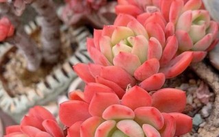 多肉植物冬天如何过？（避免多肉被冻死，留意这些关键点。）