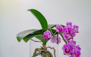 蝴蝶兰怎么养才能开花（如何培育健康的蝴蝶兰花卉）
