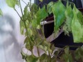 常青藤繁殖方法与注意事项（如何快速繁殖常青藤，避免常见问题？）