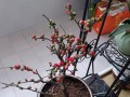 海棠的室内养护（掌握这些关键知识，让海棠在室内绽放美丽）