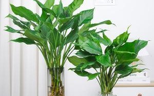 广东万年青水培好还是土培好？（比较两种种植方式的优缺点，选择最合适的种植方式）