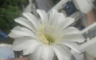 开花仙人球繁殖的方法与技巧（掌握关键步骤，轻松繁衍开花仙人球）