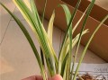 寒兰之美（寒冬中的清雅与坚韧）