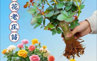 如何正确剪切以盆栽玫瑰花（盆栽玫瑰花败了怎么办？剪切技巧分享）